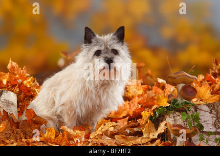 Cairn Terrier, 14 ans / feuillage de l'automne Banque D'Images
