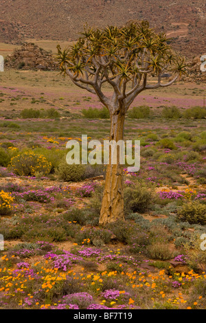 En Fleur du désert au Namaqualand : Aloe dichotoma Quiver Tree, marguerites orange Tripteris hyoseroides et rose mesembs Drosanthemum Banque D'Images
