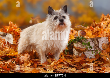 Cairn Terrier, 14 ans / feuillage de l'automne Banque D'Images