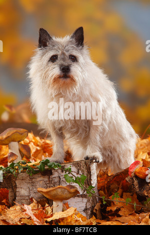 Cairn Terrier, 14 ans / feuillage de l'automne Banque D'Images