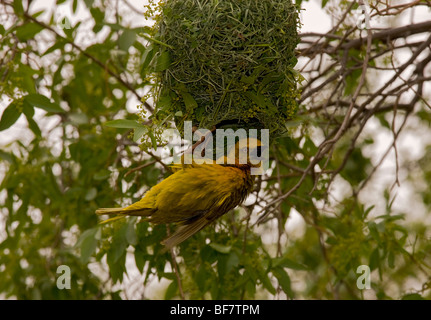 Cape Weaver Placeus capensis ; tissage mâle nid ; Cape, Afrique du Sud Banque D'Images