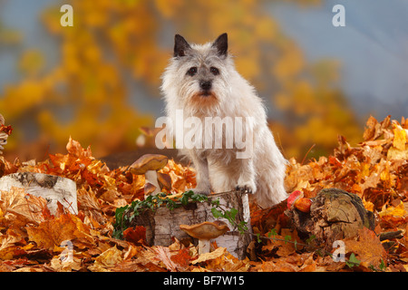 Cairn Terrier, 14 ans / feuillage de l'automne Banque D'Images