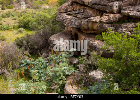 Bush ou du miel de fleurs, Miel géant Melianthus major, poussent à l'état sauvage au milieu des rochers dans la montagne Cederberg, Afrique du Sud Banque D'Images