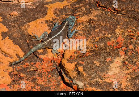 Agama agama, Southern Rock atra, mâle sur rocher de grès couvertes de lichen, montagnes Cederberg, Afrique du Sud Banque D'Images