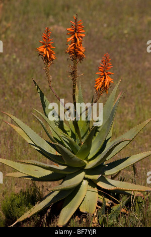 Aloès amer ou rouge, d'Aloès, Aloe ferox - une source de matériaux cosmétiques - qui poussent à l'état sauvage en Afrique du Sud Banque D'Images