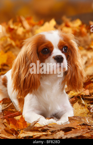 Cavalier King Charles Spaniel, Blenheim / Banque D'Images