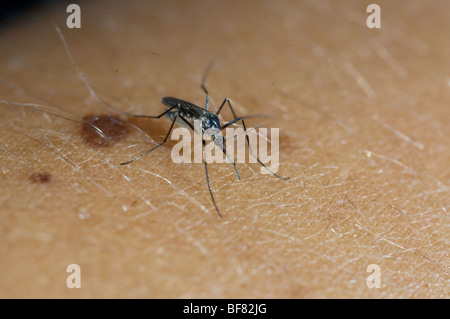 Close up de moustique sur la peau Banque D'Images