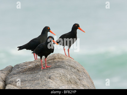 Groupe de trois pays africains, l'huîtrier Haematopus sur maquinii rock par la mer, côte ouest, Afrique du Sud Banque D'Images