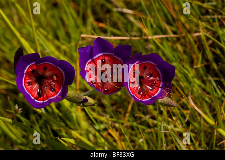 Un beau-parent, iris fleur satiné, Geissorhiza radians, Waylands, Afrique du Sud Banque D'Images