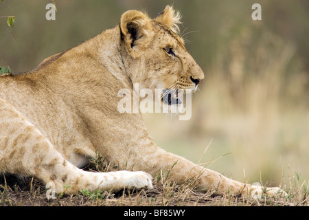 Jeune Lion - Masai Mara National Reserve, Kenya Banque D'Images