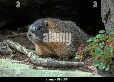 Ventre jaune adultes (Marmot Marmota flaviventris) Rocky Mountain National Park, Colorado. Liées à la marmotte- nord-ouest. Banque D'Images