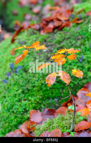 Bois de hêtre à l'automne la chute des feuilles Birks Aberfeldy Perthshire Scotland 5511 SCO Banque D'Images