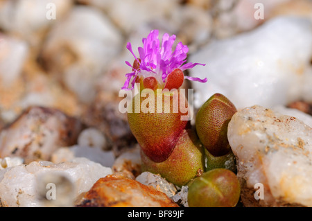 Oophytum oviforme floraison, la distribution limitée aux domaines de l'extraction du quartz le Knersvlakte région, le Namaqualand, Afrique du Sud Banque D'Images