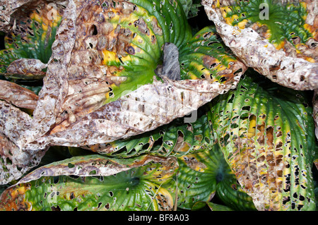 Hosta laisse mourir à l'automne et montrant des soupirs de slug dommage Banque D'Images