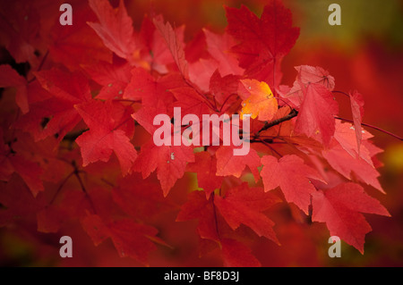 Feuille d'érable à sucre jaune parmi beaucoup de feuilles d'érable rouge Banque D'Images