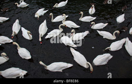 Nourrir les cygnes sur la Tamise, Oxfordshire England UK Banque D'Images