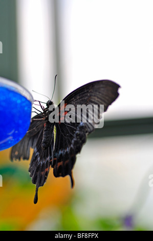 Grand Mormon Papilio memnon Swallowtail Butterfly (papillon) sur le convoyeur de nectar Banque D'Images