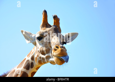 Funny girafe sticking out tongue Banque D'Images