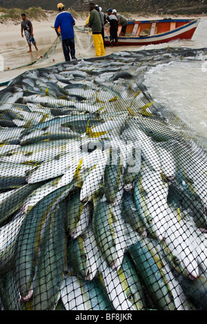 Filet de pêche plein de poissons avec bateau dans le fond. La ville du Cap. L'Afrique du Sud Banque D'Images