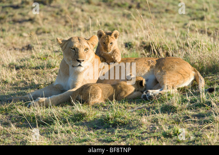 Femme Lion d'Afrique, avec deux oursons, Panthera leo. Le Masai Mara National Reserve, Kenya. Banque D'Images