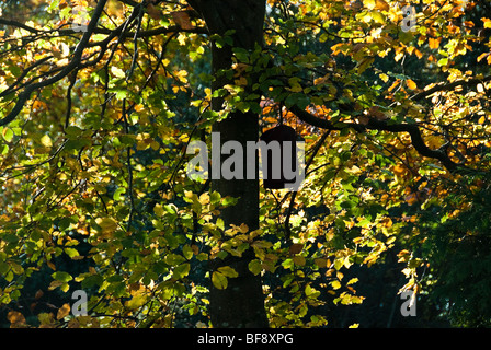 Une mangeoire suspendue à un chêne arbre branche aux couleurs de l'automne et les feuilles Banque D'Images