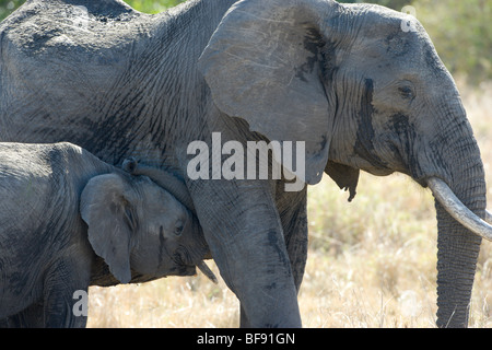 La mère et l'enfant, de l'éléphant d'Afrique, Loxodonta africana, bébé essaie de téter de la mère. Le Masai Mara National Reserve, Kenya. Banque D'Images