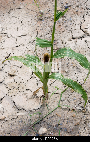 Le maïs endommagé par la sécheresse dans les champs à proximité de Slippery Rock PA Banque D'Images
