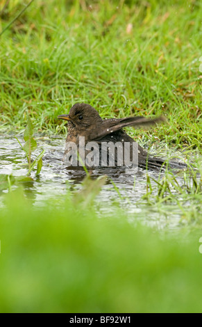 Une femme se baignant dans une flaque Blackbird Banque D'Images