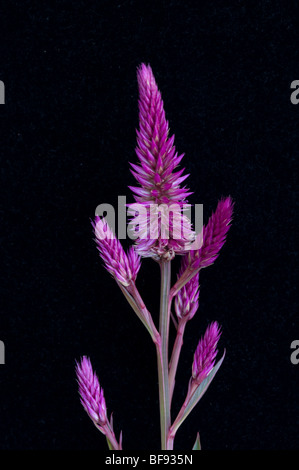 fleurs coupées Banque D'Images