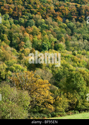 Couleurs d'AUTOMNE DANS LA VALLÉE DE LA WYE FRONTIÈRE DU PAYS DE GALLES ET L'ANGLETERRE Banque D'Images