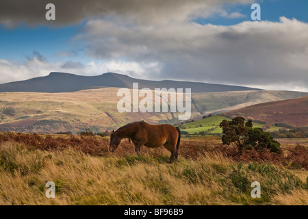 WELSH MOUNTAIN PONY AVEC PEN-Y-FAN EN ARRIÈRE-PLAN LE PARC NATIONAL DES Brecon Beacons Banque D'Images