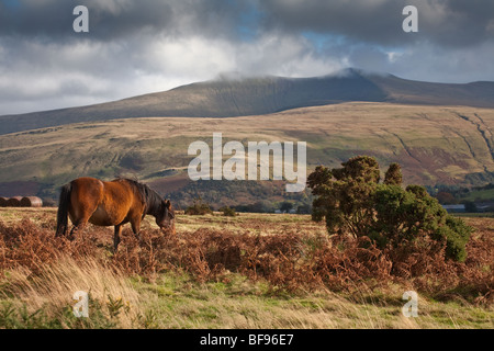 WELSH MOUNTAIN PONY AVEC PEN-Y-FAN EN ARRIÈRE-PLAN LE PARC NATIONAL DES Brecon Beacons Banque D'Images