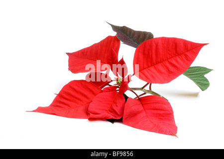 Poinsettia sur fond blanc Banque D'Images