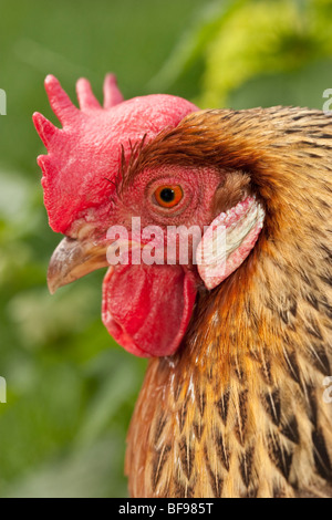 Brown poulet leghorn, England UK Banque D'Images