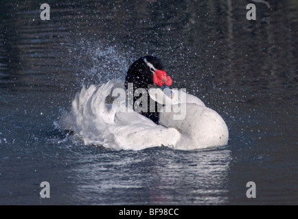À col noir (cygnus melancoryphus Cygne) splashing in lake Banque D'Images
