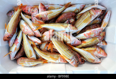 Le vivaneau rouge méditerranéen prêtes pour le marché du poisson sur quayside à Teulada, au sud-ouest de la Sardaigne, Italie Banque D'Images