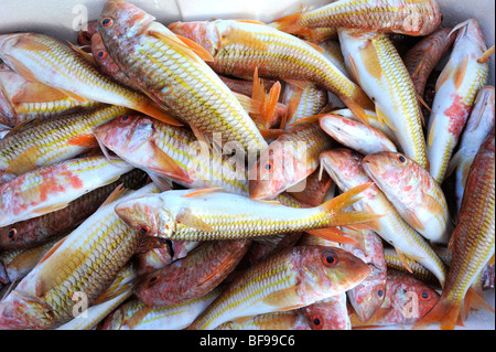 Le vivaneau rouge méditerranéen prêtes pour le marché du poisson sur quayside à Teulada, au sud-ouest de la Sardaigne, Italie Banque D'Images