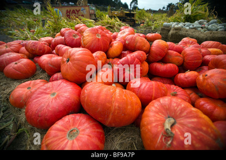 Half Moon Bay, Californie ; une pile de citrouilles de Cendrillon, le Half Moon Bay 2009 Art et Festival de la citrouille. Banque D'Images