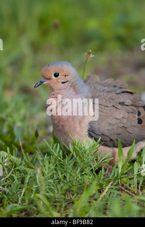 La tourterelle triste (Zenaida macroura carolinensis), au repos dans l'herbe. Banque D'Images