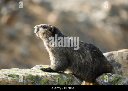 La Marmotte, (Mamota caligata), le sentier des Prés-Cavell, Jasper National Park, Alberta Banque D'Images