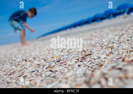 Des coquillages sur la plage de Clearwater, Floride Banque D'Images