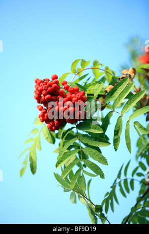 Avec ashberry leafs sur fond de ciel Banque D'Images