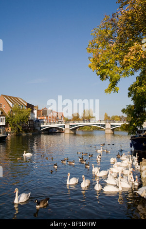 Eton Pont sur la Tamise avec les oies, canards et cygnes en premier plan, Windsor UK Banque D'Images