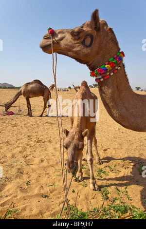 Des chameaux à la Camel Fair de Pushkar dans le Rajasthan en Inde Banque D'Images