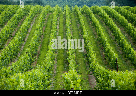 Cheville noir Vinyard , Mt Airy Maryland Banque D'Images