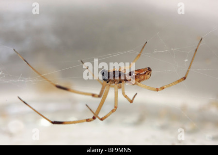 Brun mâle araignée Latrodectus geometricus (veuve) tête en bas dans son site web. Banque D'Images