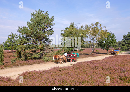 Horse-panier à travers Luneburg Heath, Basse-Saxe, Allemagne Banque D'Images