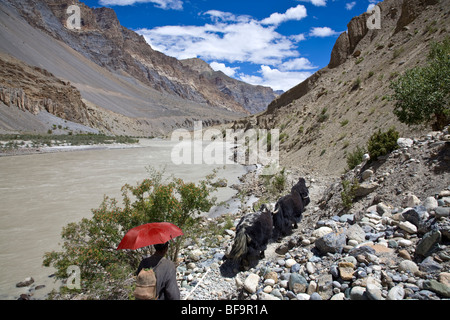 Berger et les yaks. La rivière Zanskar. Padum-Lamayuru trek. L'Inde Banque D'Images