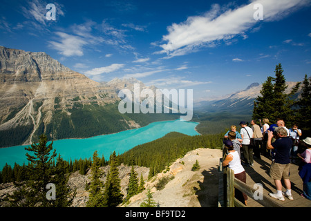 Le lac Peyto vu du belvédère, Banff National Park, Alberta, Canada Banque D'Images