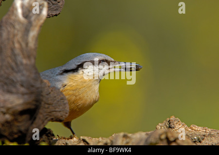 Sittelle torchepot (Sitta europaea), Andujar, Jaen province, Andalusia, Spain Banque D'Images